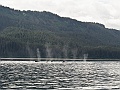 Alaska Wildlife-15